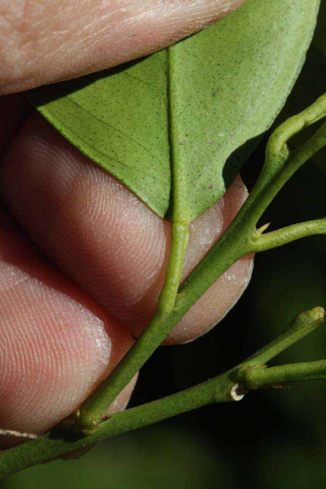              Petiole (Riverside, CA)       